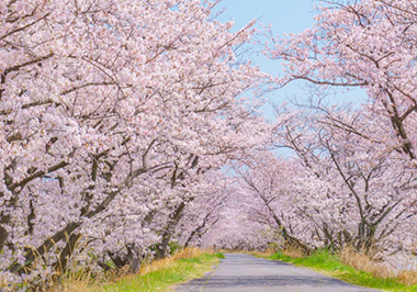 みつわ樹木葬小布施霊園の風景、桜の木