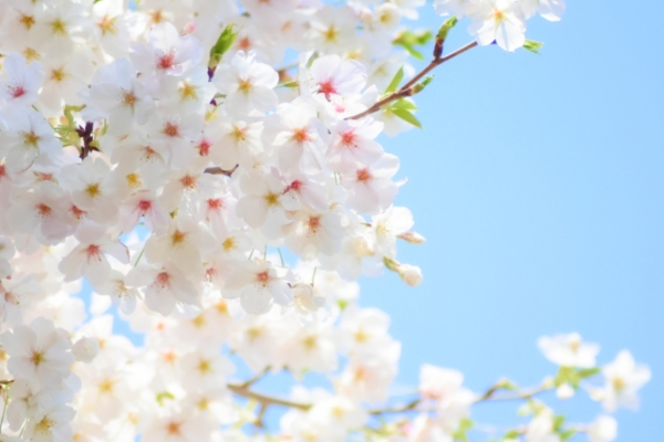 そろそろ桜…？