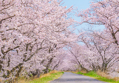 須坂樹木葬霊園の風景、桜の木